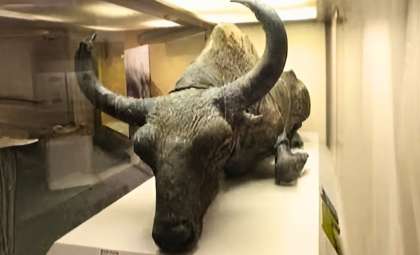 Ice Age Bison Unearthed in Alaska’s Permafrost: Scientists Savor 50,000-Year-Old Stew