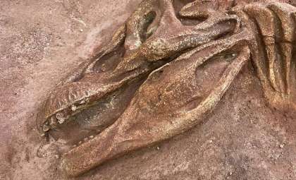 Ancient Dinosaur Skull Unearthed with Stunning Preservation Challenges Expectations