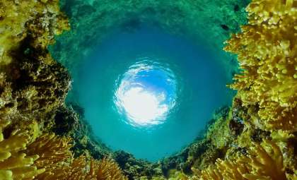 New Chemical Evidence Reveals Insights Into Earth’s Earliest Animal Life