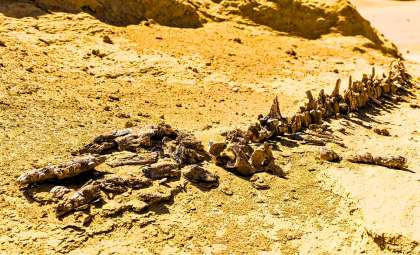 Egypt’s Desert Reveals Fossils of Walking Whales from 37 Million Years Ago