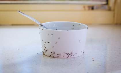 Ancient Ant-Fermented Yogurt Reveals New Paths in Food Science