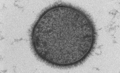 Earth Bacteria Endure Rocket Launch, Revealing Potential to Colonize Mars