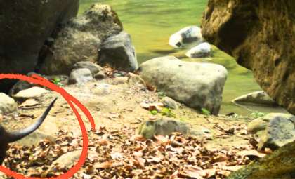 Trail Cameras Uncover Rare Otter Species in India's Himalayan Wildlife Sanctuary