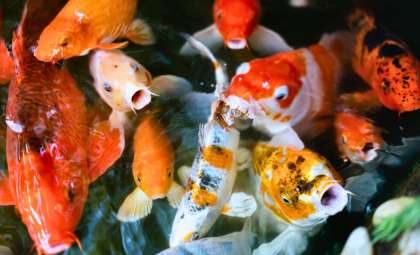 Is It Possible for Fish to Suffocate in Water? Understanding the Surprising Truth
