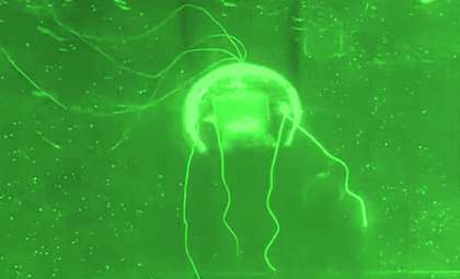 China Introduces Stealthy Jellyfish-Inspired Robot for Underwater Monitoring
