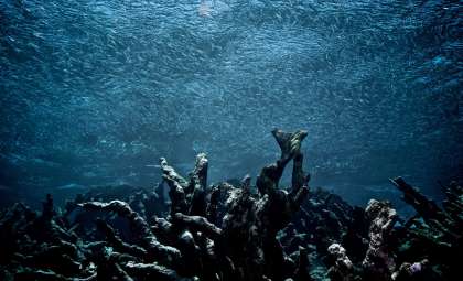 Climate Threshold Surpassed: Coral Reefs Face Irreversible Decline
