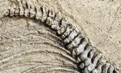 Gigantic Dinosaur Discovery in Argentina Broke the Road Under Its Weight