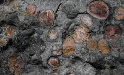 Exceptionally Intact Nodosaur Fossil Unveils Ancient Life in Stunning Detail