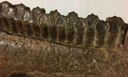Rapid Tooth Replacement Fueled Evolution of Herbivorous Dinosaurs’ Feeding Success
