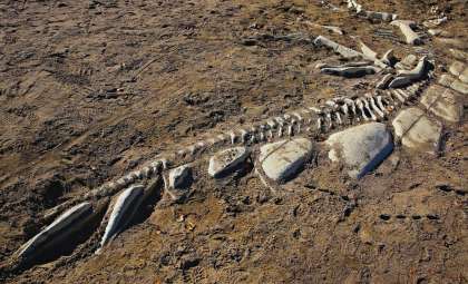 Newly Discovered Dinosaur Resembles Penguin with Unique Aquatic Adaptations