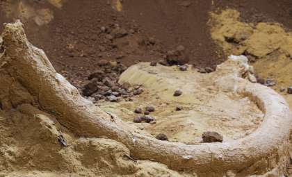 Unexpected Discovery: Ancient Four-Tusked Skull Unearthed by Farmer in Gascony
