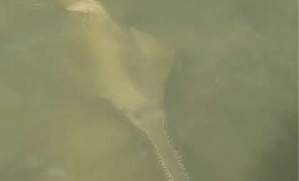 Florida Novice Angler Lands a Giant Sawfish, a Living Relic of the Ocean