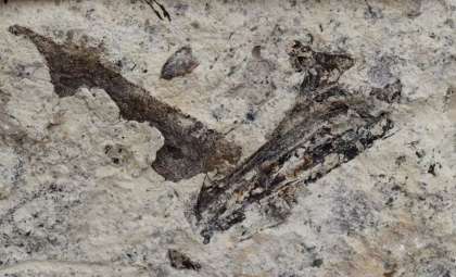 Ancient Marine Fossils Unearthed Beneath San Pedro High School Reveal Hidden Ocean World