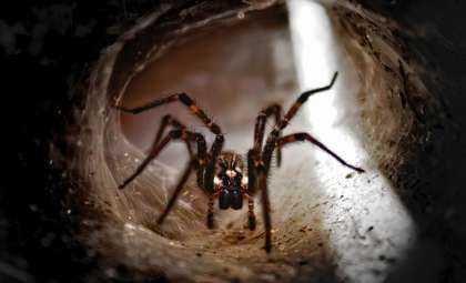 Ancient Spider Tracks Unearthed in Arizona Could Be the Earliest Ever Found