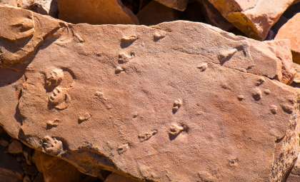 Ancient Fossils Found in Grand Canyon Reveal Unexpected Evolutionary Innovations