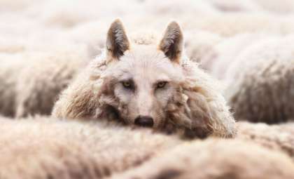 Greek Researchers Verify Rare Wolf-Dog Hybrid in Wild Populations