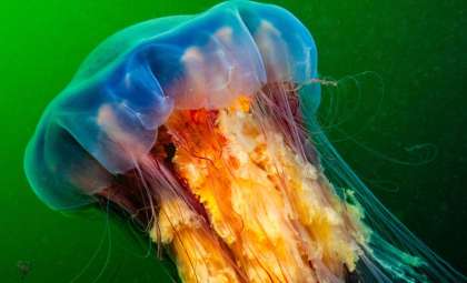 Meet the Massive Lion’s Mane Jellyfish: Ocean’s Gigantic, Venomous Drifter