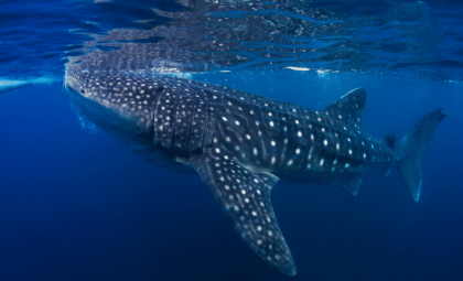 Colossal Pacific Whale Shark: The Ocean’s Biggest Fish Discovered