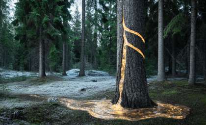 Scientists Uncover Gold Nanoparticles Hidden Within Norway Spruce Needles