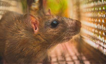 Genetically Modified Mice with Menstrual Cycles Could Transform Reproductive Research