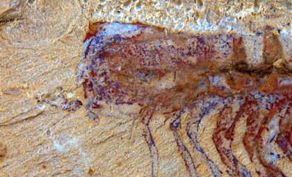 Ancient Fossil Reveals Surprising Similarities Between Early Brain and Modern Spiders'