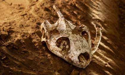 Over 70,000 Fossils Unearthed in an Unexpected Spanish Landfill