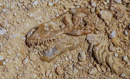 Newly Unearthed Fossil Reveals Earliest Dome-Headed Dinosaur in Exceptional Detail