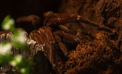 Glowing Spider Fossils Unearthed in France Reveal Unique Preservation Secrets