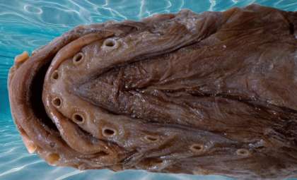 Russian Scientist Discovers Unusual Deep-Sea Fish After 36 Years in Storage