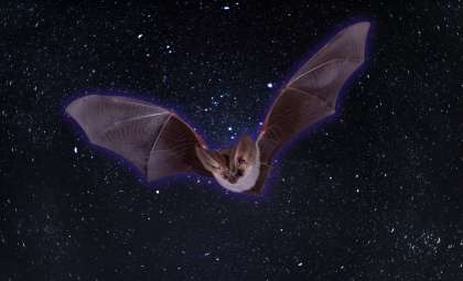 Researchers Reveal North American Bats Emit an Eerie Green Glow Under UV Light