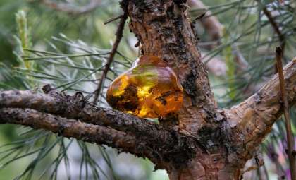 Rare Amber Discovery Unveils a Dinosaur Tail with Feathers Intact