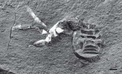 Remarkable Discovery of a Hairy-Legged Spider Fossil Dating Back Over 310 Million Years