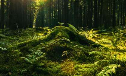 Researchers Reveal Intelligent Fungal Networks Linking Forests and Robotics