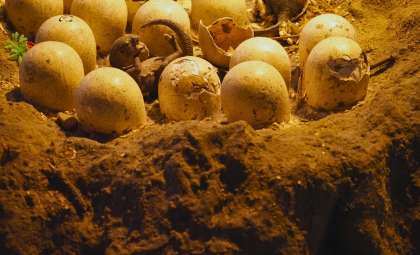 Over 70 Dinosaur Eggs Discovered Encased Inside a Massive Rock