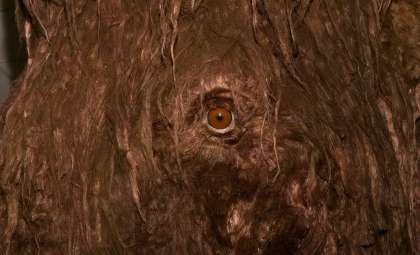 Biotech Innovators Aim to Resurrect Woolly Mammoths and Gigantic Extinct Creatures