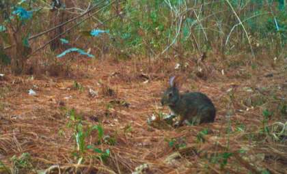 After 120 Years, the Elusive Omiltemi Cottontail Rabbit Reemerges in Mexico
