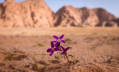 A Vibrant Floral Display Emerges in the World’s Driest Desert