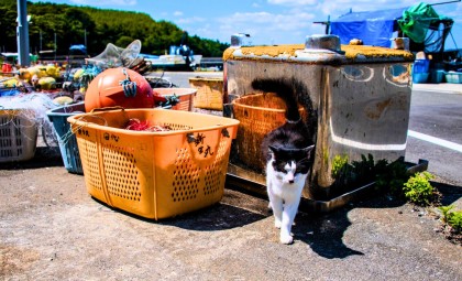 Removing 131 Cats Sparked an Unexpected Ecological and Genetic Revival on a Remote Island