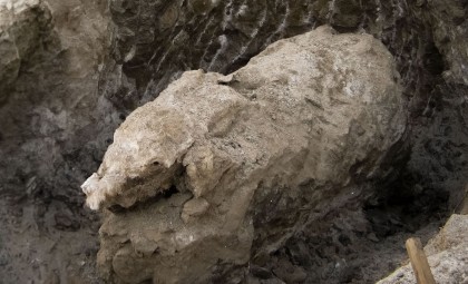 Frozen Baby Mammoth with Intact Face Discovered in Siberian Permafrost