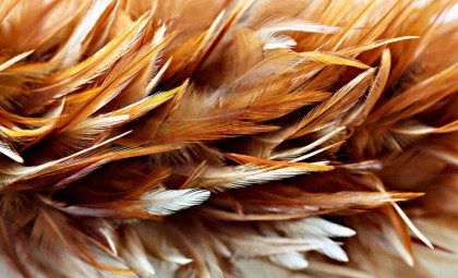 Harnessing Chicken Feathers: A New Frontier for Green Hydrogen Fuel Cells
