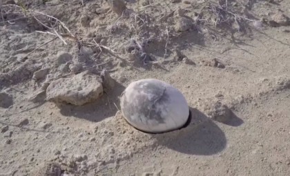 Remarkably Preserved Dinosaur Egg Discovered in Argentina After 70 Million Years