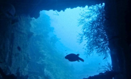 China Unveils a Transparent Jellyfish-like Robot for Stealthy Ocean Surveillance