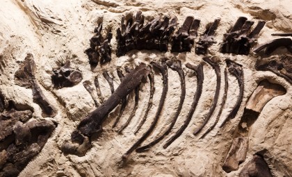 New Research Unveils How to Differentiate Male and Female Dinosaurs