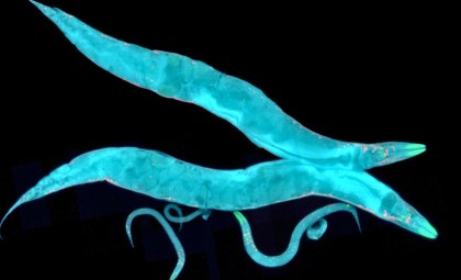 How a Tardigrade Protein Created a Resilient ‘Superworm’ with Enhanced Longevity and Radiation Resistance