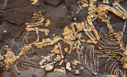 Newly Discovered Jurassic Dinosaur Sheds Light on Small Herbivores