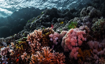 Sea Urchins Possess a Distributed Nervous System Across Their Entire Bodies