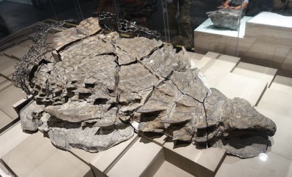 Early Ankylosaur with Unique Bone-Spike Armor May Have Originated Tail Clubs