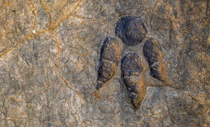 Century-Old Dinosaur Fossils Reveal a New Nine-Ton Hadrosaur Species