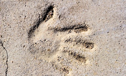 Scientists Identify a Hidden ‘Seventh Sense’ Enabling Humans to Detect Objects Without Direct Touch