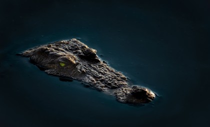 Scientists Unveil Australia’s Oldest Known Crocodile Eggs in Tiny Queensland Town
